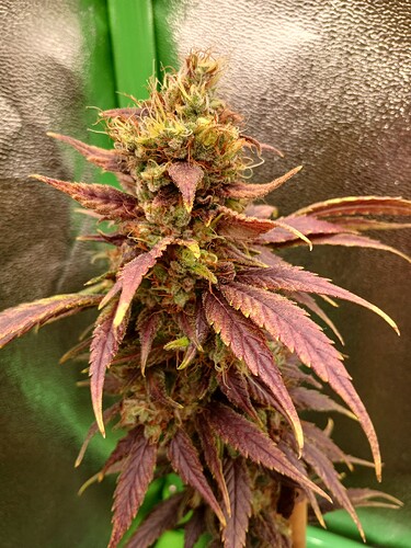 Growreport Bild 17