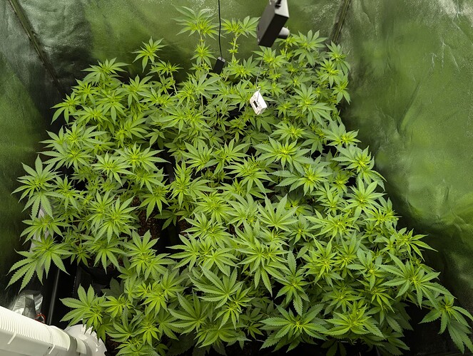 Growreport Bild 8