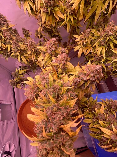 Growreport Bild 44