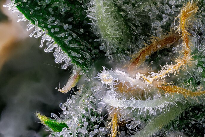 Growreport Bild 1