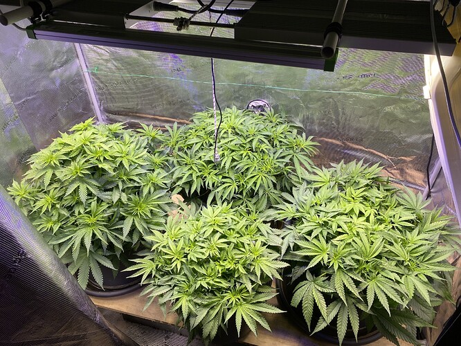 Growreport Bild 38