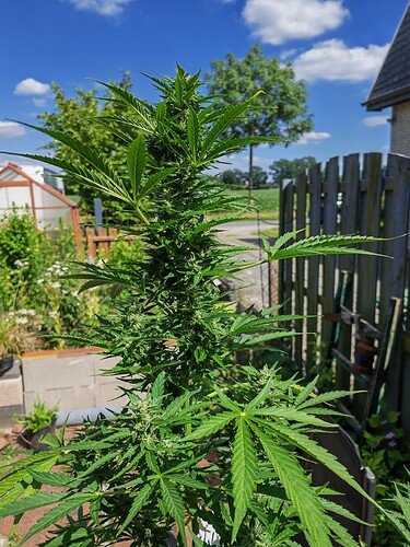 Growreport Bild 1