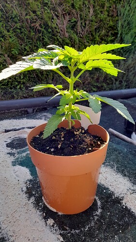 Growreport Bild 19