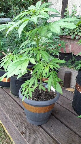 Growreport Bild 7