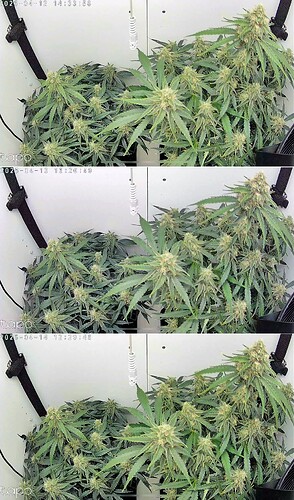 Growreport Bild 1