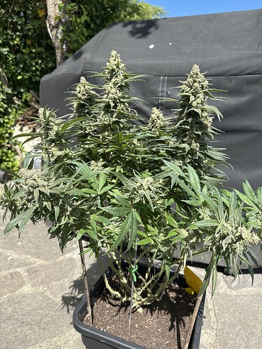 Growreport Bild 30