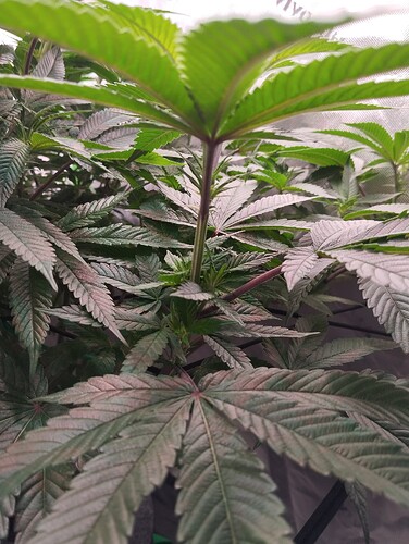 Growreport Bild 5