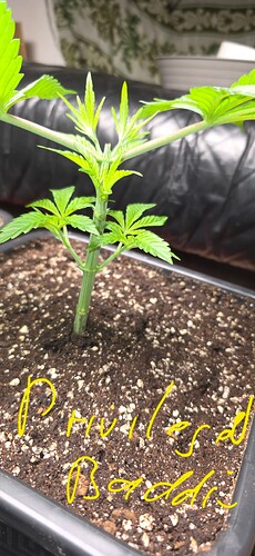 Growreport Bild 24