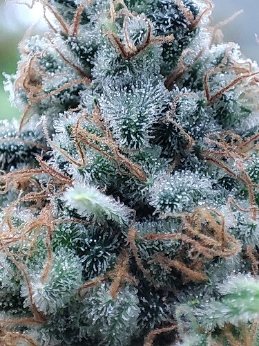 Growreport Bild 111