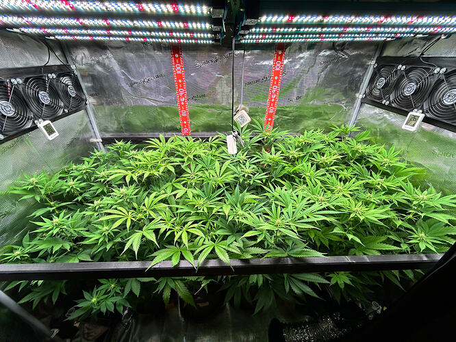 Ein Growzelt mit vier Cannabis-Pflanzen in der Blütephase unter LED-Beleuchtung.