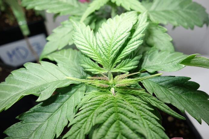 Growreport Bild 8