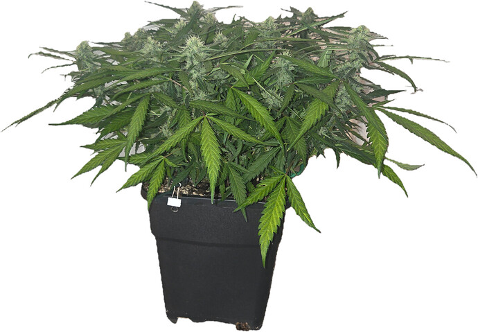 Eine Cannabis-Pflanze in einem schwarzen Topf, die sich in der Blütephase befindet.