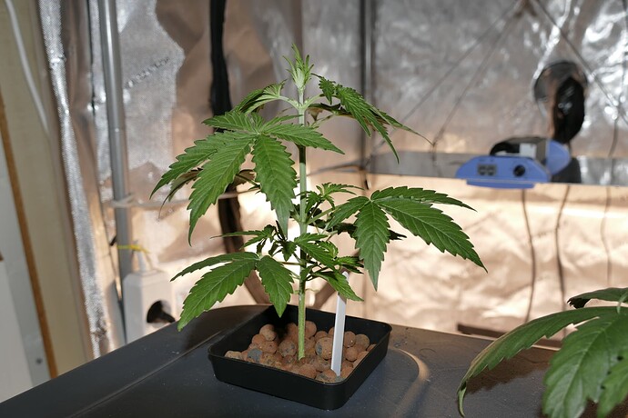 NL1_A_KT21_2