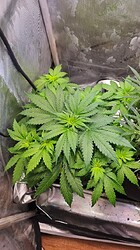 Growreport Bild 39