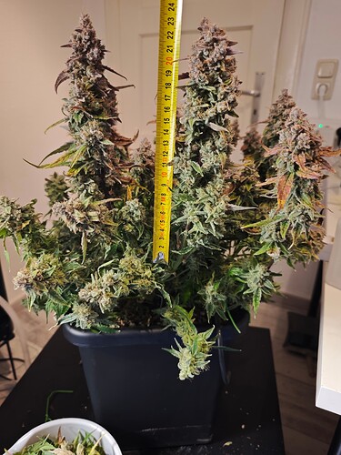 MVIMG_20251204_184459