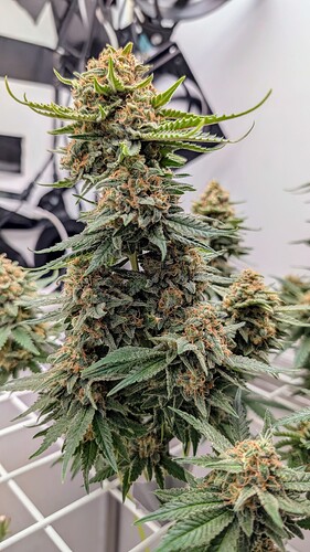 Growreport Bild 31