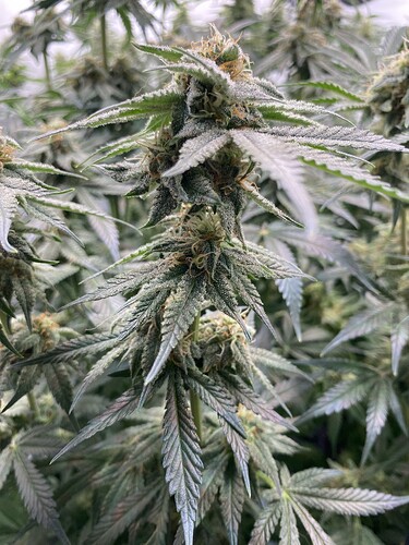 Growreport Bild 14
