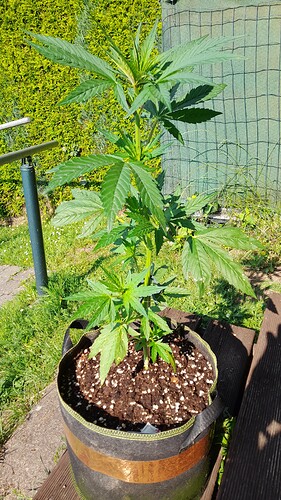 Growreport Bild 5
