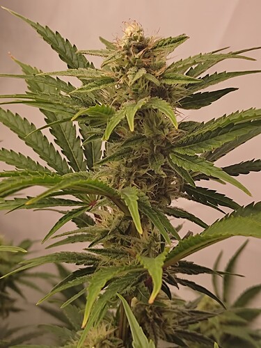 Growreport Bild 6