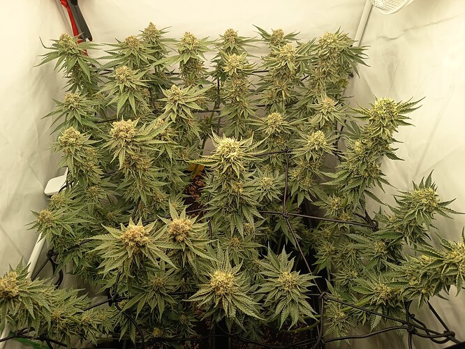 Growreport Bild 25