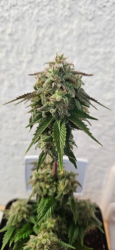 Growreport Bild 3