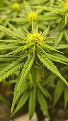Growreport Bild 63
