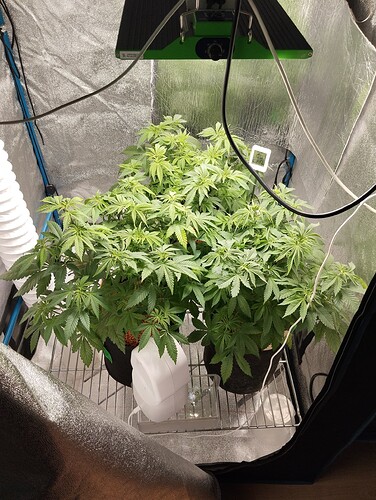 Growreport Bild 6