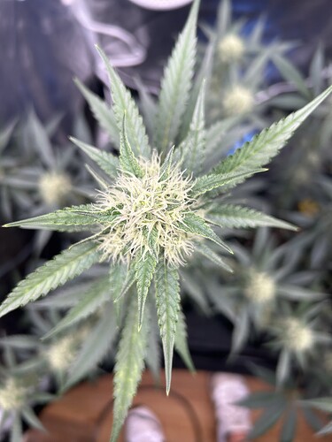 Growreport Bild 10