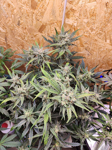 Growreport Bild 2