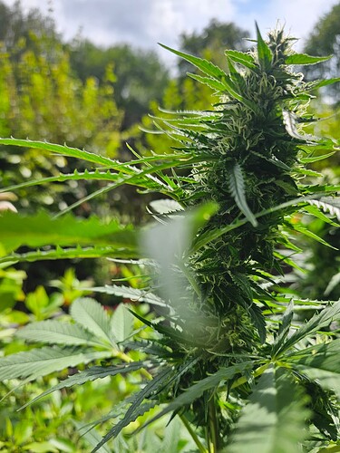 Growreport Bild 9