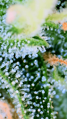 Growreport Bild 13