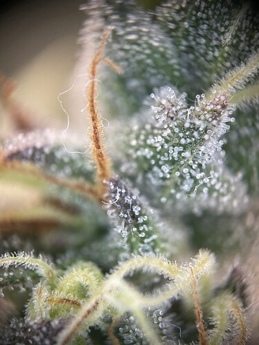 Growreport Bild 19