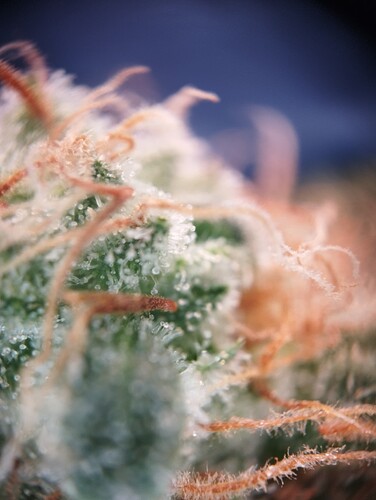 Growreport Bild 42