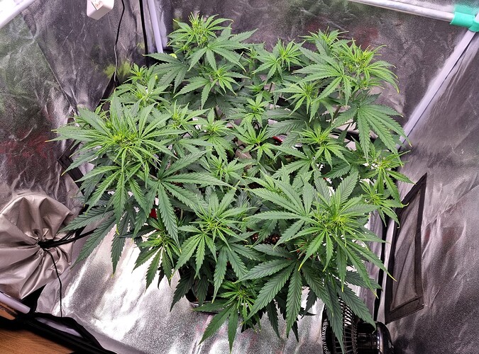 Growreport Bild 29