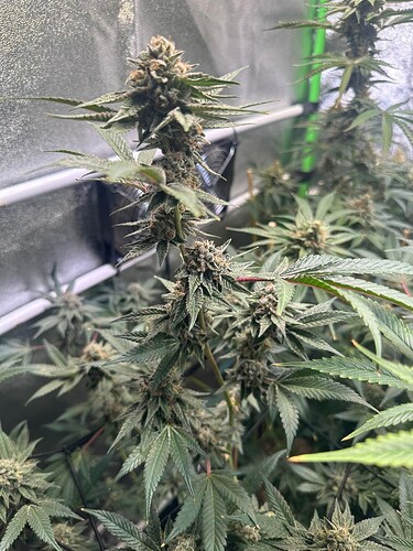 Growreport Bild 15