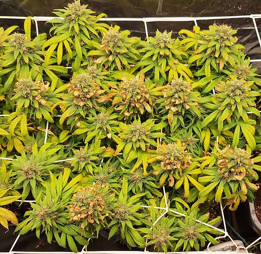 Growreport Bild 3
