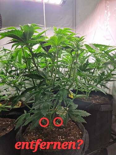 Growreport Bild 1