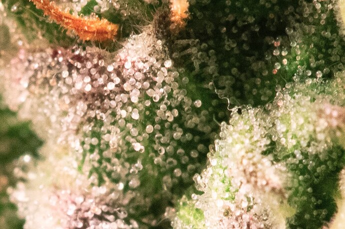 Nothern Lights Trichome