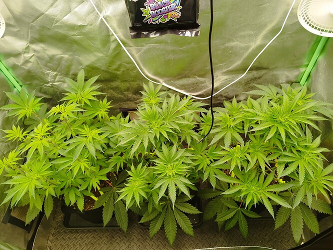 Growreport Bild 2