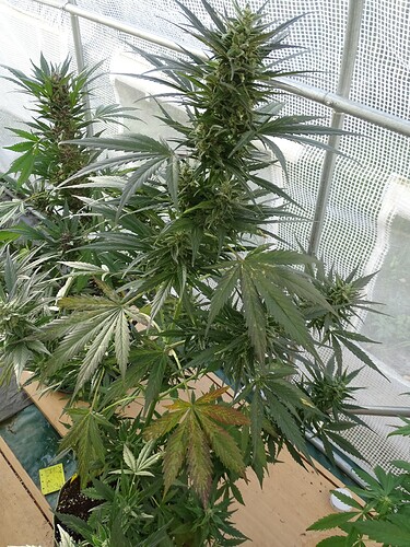 Growreport Bild 9