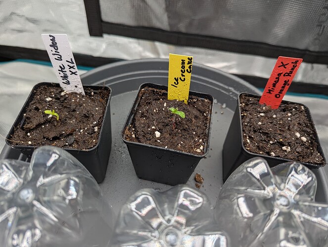 PXL_20250507_184158346