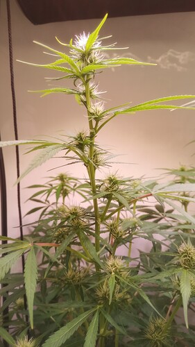 Growreport Bild 3