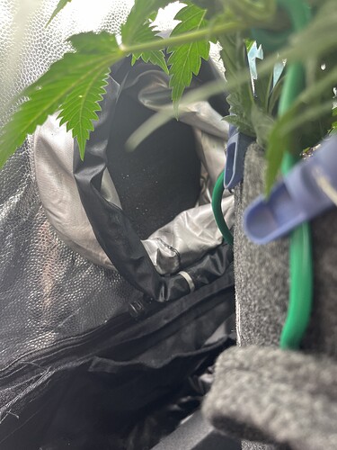 Growreport Bild 32