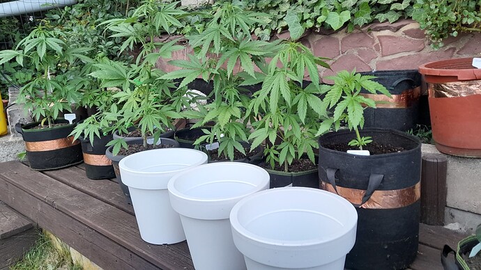 Growreport Bild 32