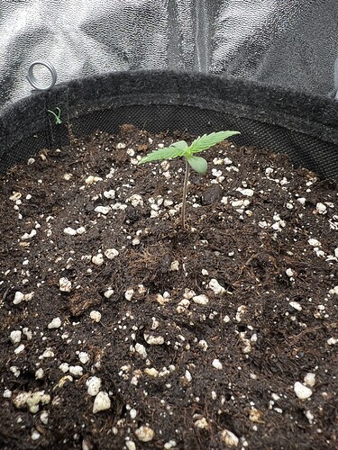 Growreport Bild 6