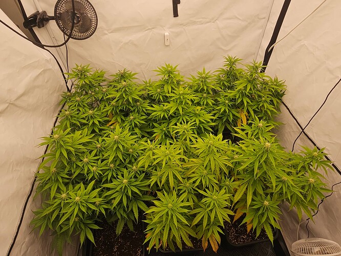 Growreport Bild 2