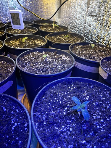 Growreport Bild 1