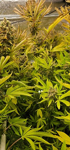 Growreport Bild 27
