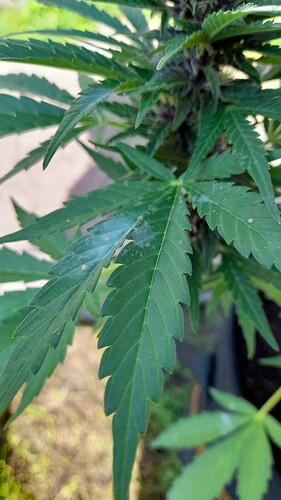 Growreport Bild 23