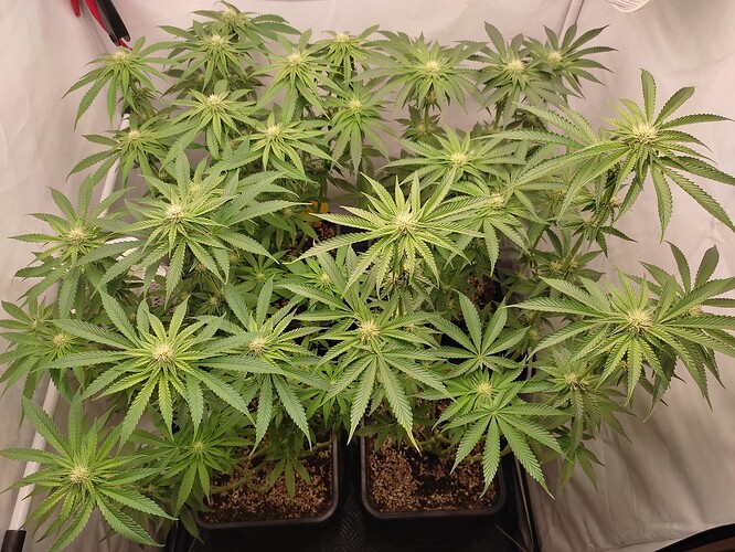 Growreport Bild 32